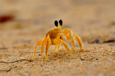 baby sand crabs.